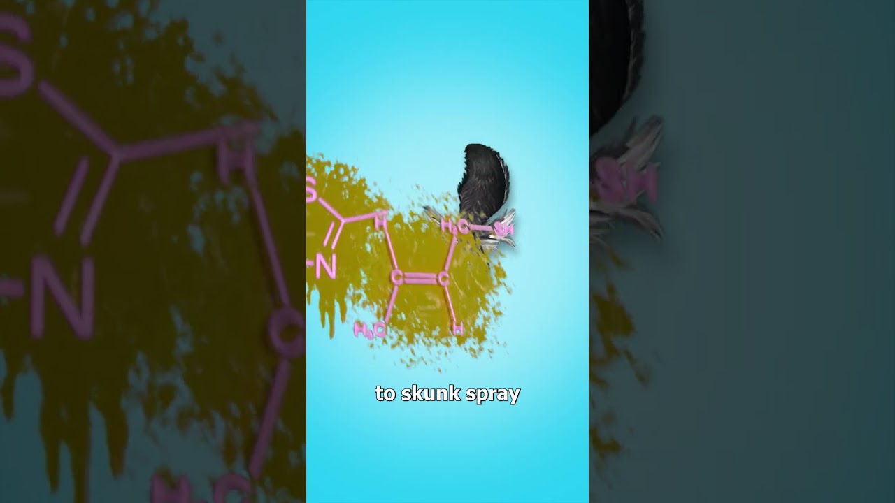 为什么你绝对不应该把狐狸当宠物养-咕咕的工具箱