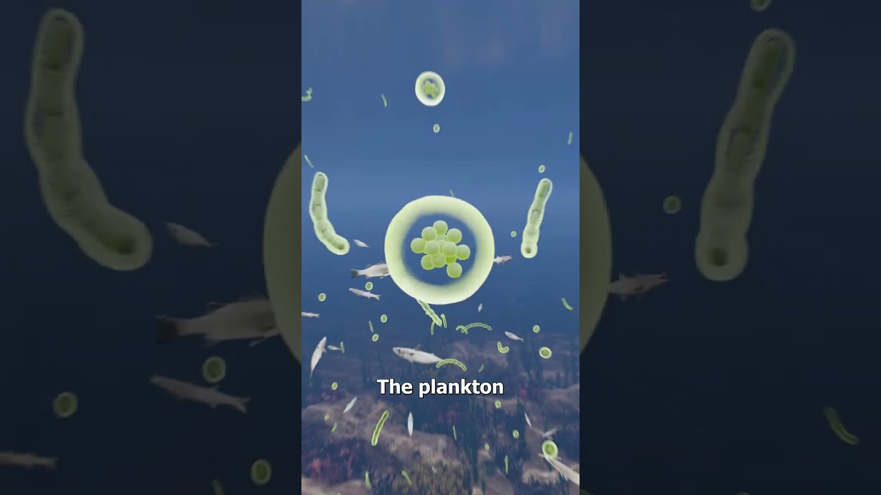 为什么鲸鱼尿如此重要-咕咕的工具箱