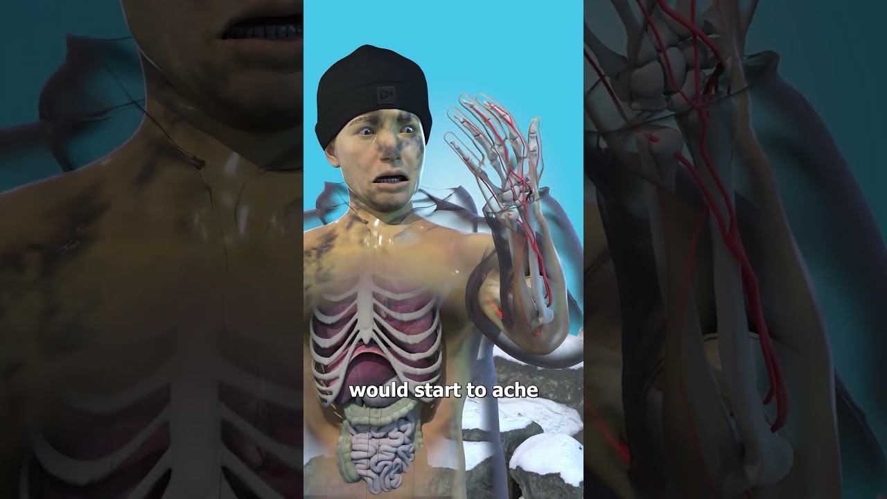 吃北极熊肝脏会发生什么-咕咕的工具箱