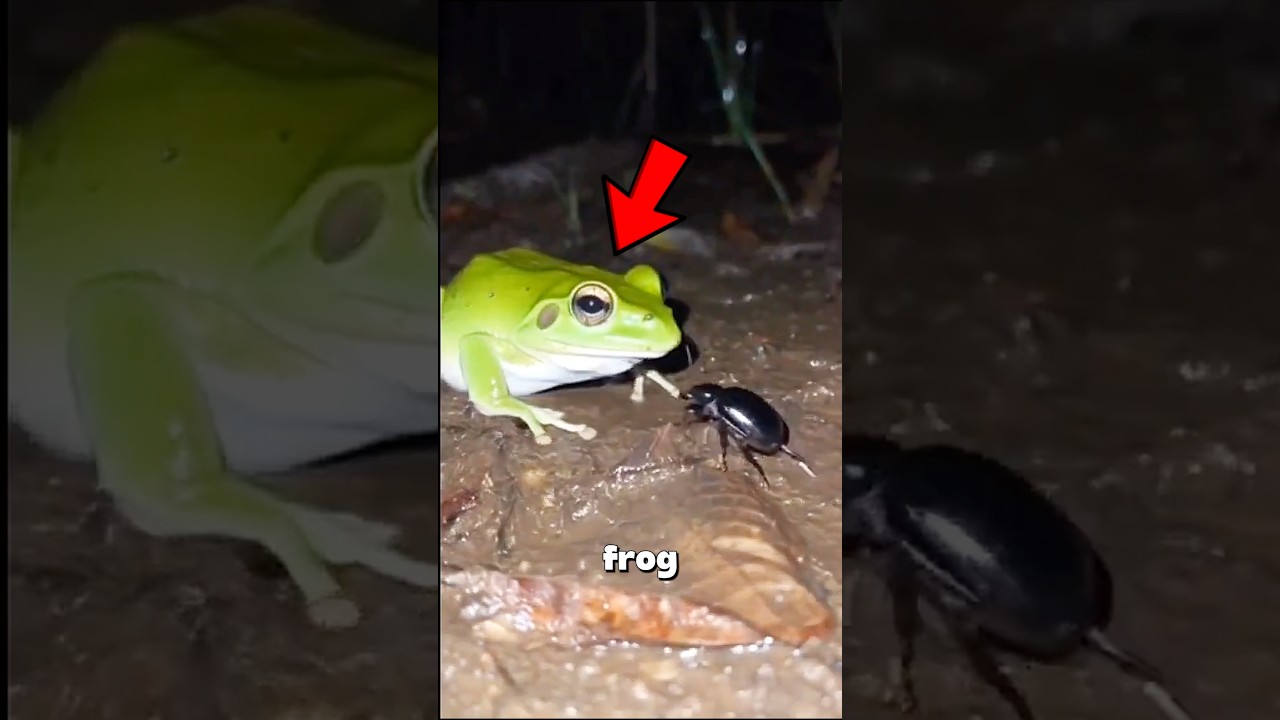 这只青蛙吃了一只甲虫，立刻就后悔了-咕咕的工具箱