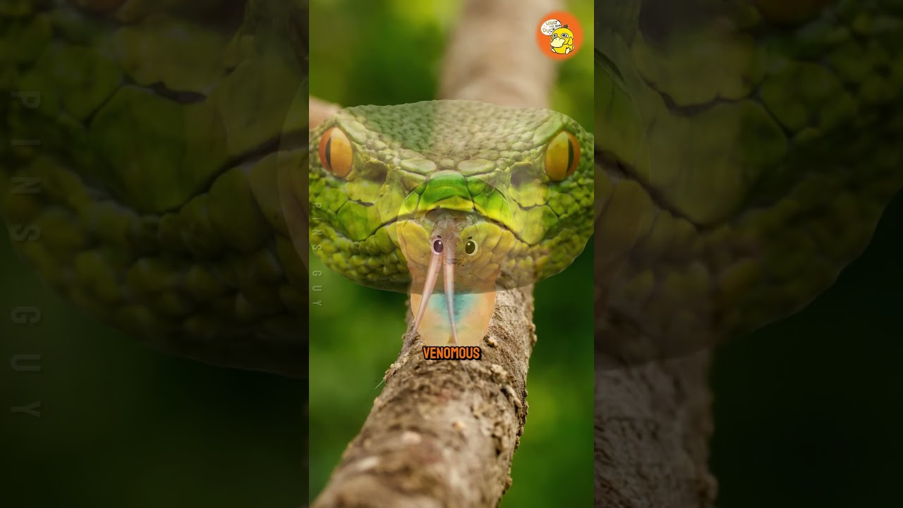 效果惊人-咕咕的工具箱