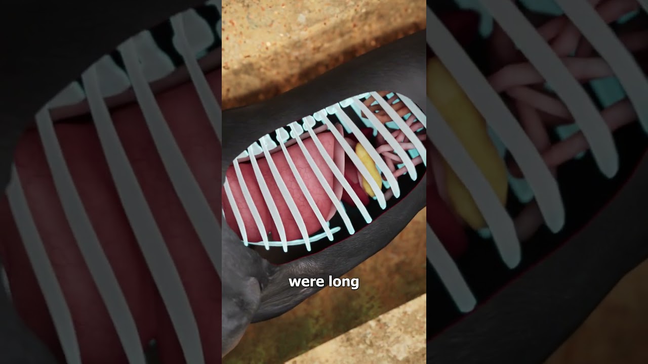 为什么腊肠犬被培育出来是为了猎獾-咕咕的工具箱