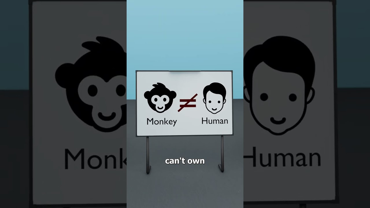 那张闹上法庭的猴子自拍