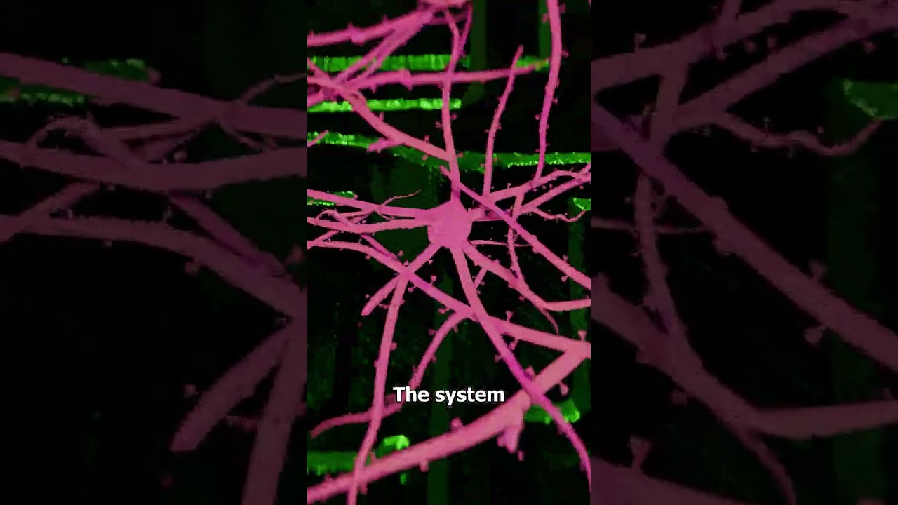 体外的脑细胞能学习吗？-咕咕的工具箱