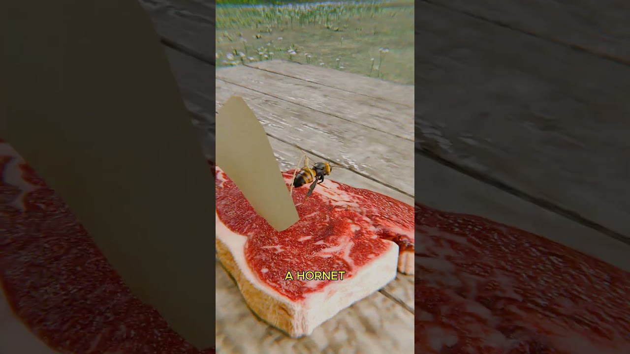 农民为何追踪大黄蜂